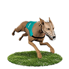 好利(HOLY)娛樂城白金賽狗